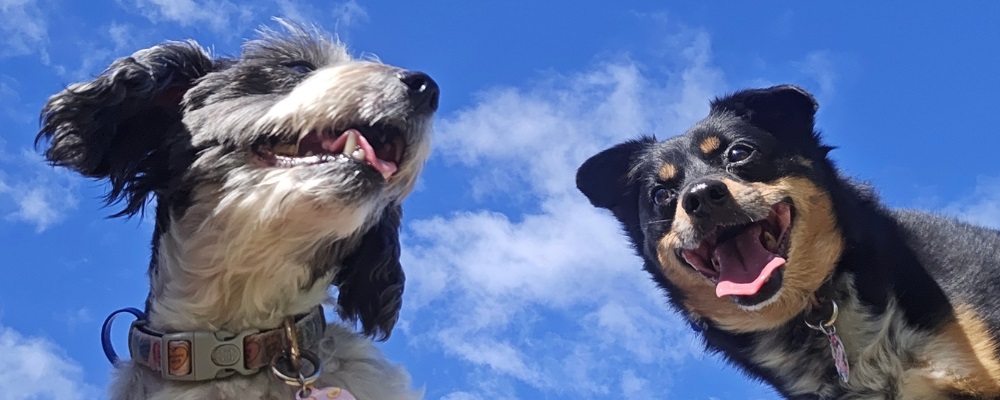 Gypsy and Vincent enjoying the blue skies