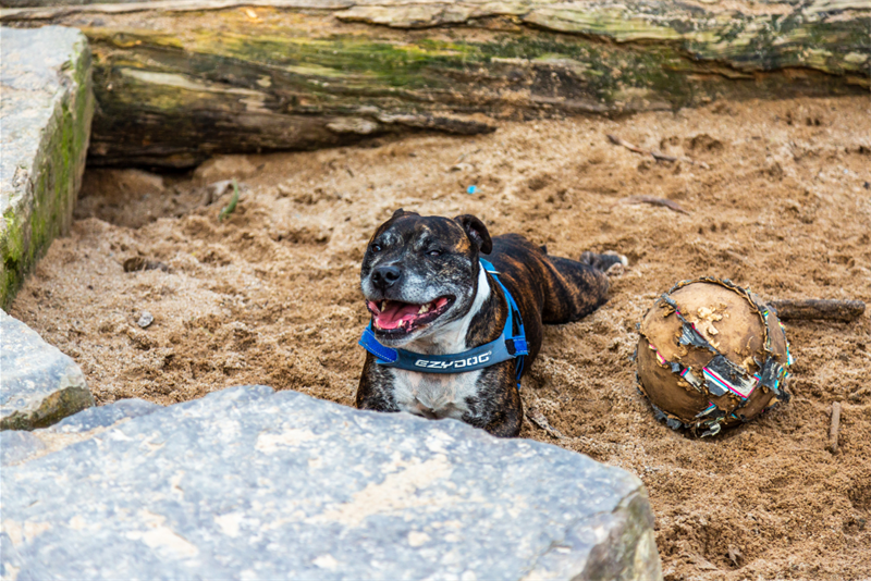 Unleashed-Guide-to-Exercising-Dog-Park-Etiquette-The-Dos-and-Don’ts-1.png
