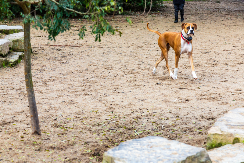 Unleashed-Guide-to-Exercising-Dog-Park-Etiquette-The-Dos-and-Don’ts-2.png
