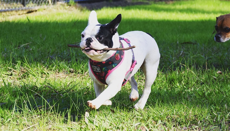 Unleashed-Guide-to-Exercising-Dog-Park-Etiquette-The-Dos-and-Don’ts-3.jpg