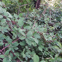 weeds-blackberry.jpg