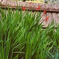 weeds-montbresia.jpg