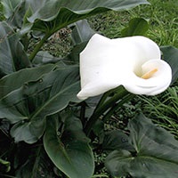 weeds-white-arum-lily.jpg