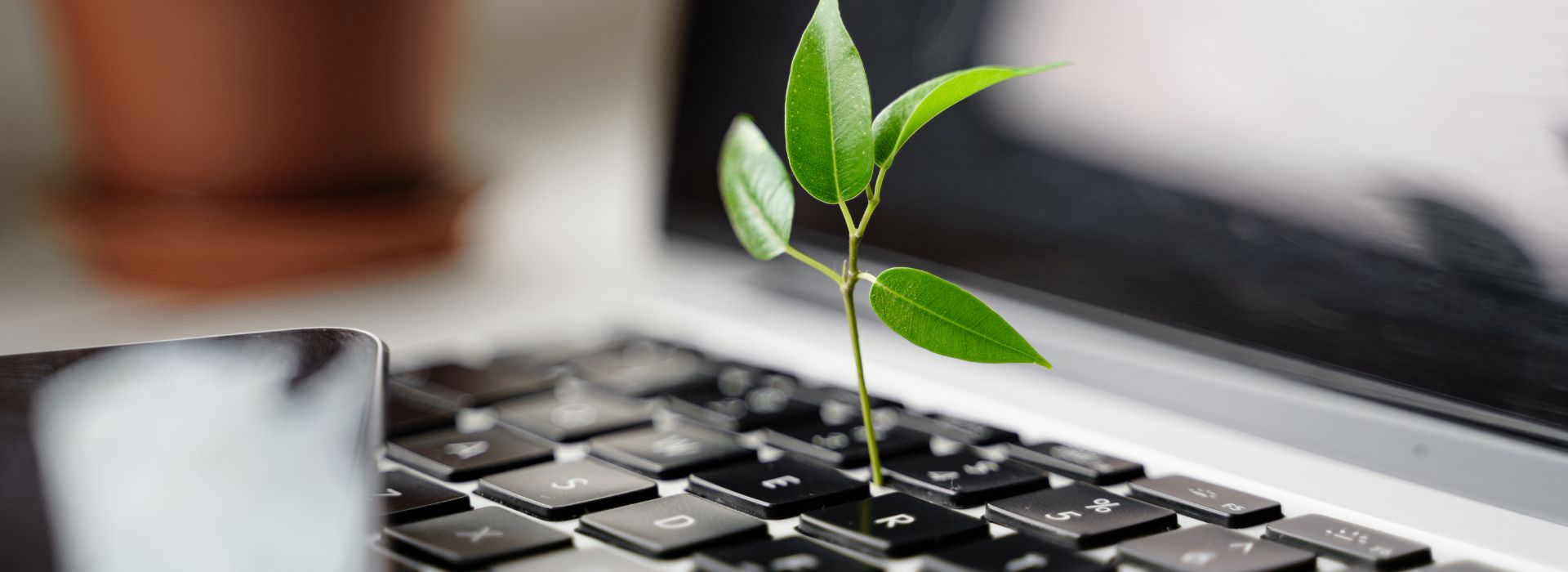 Tiny plant growing out of a laptop keyboard