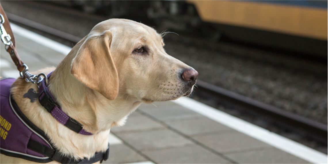 guide-dog.png