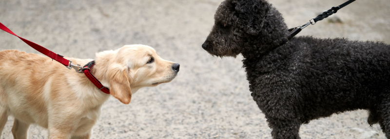 two dogs on leash