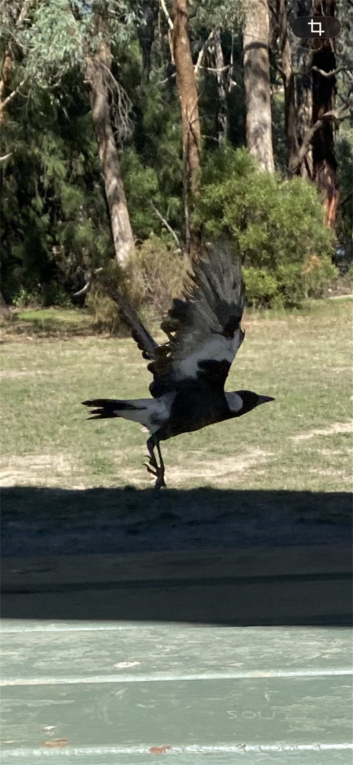 A magpie is preparing to take flight, with wings spread.