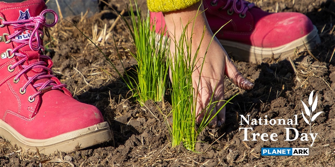 a woman planting